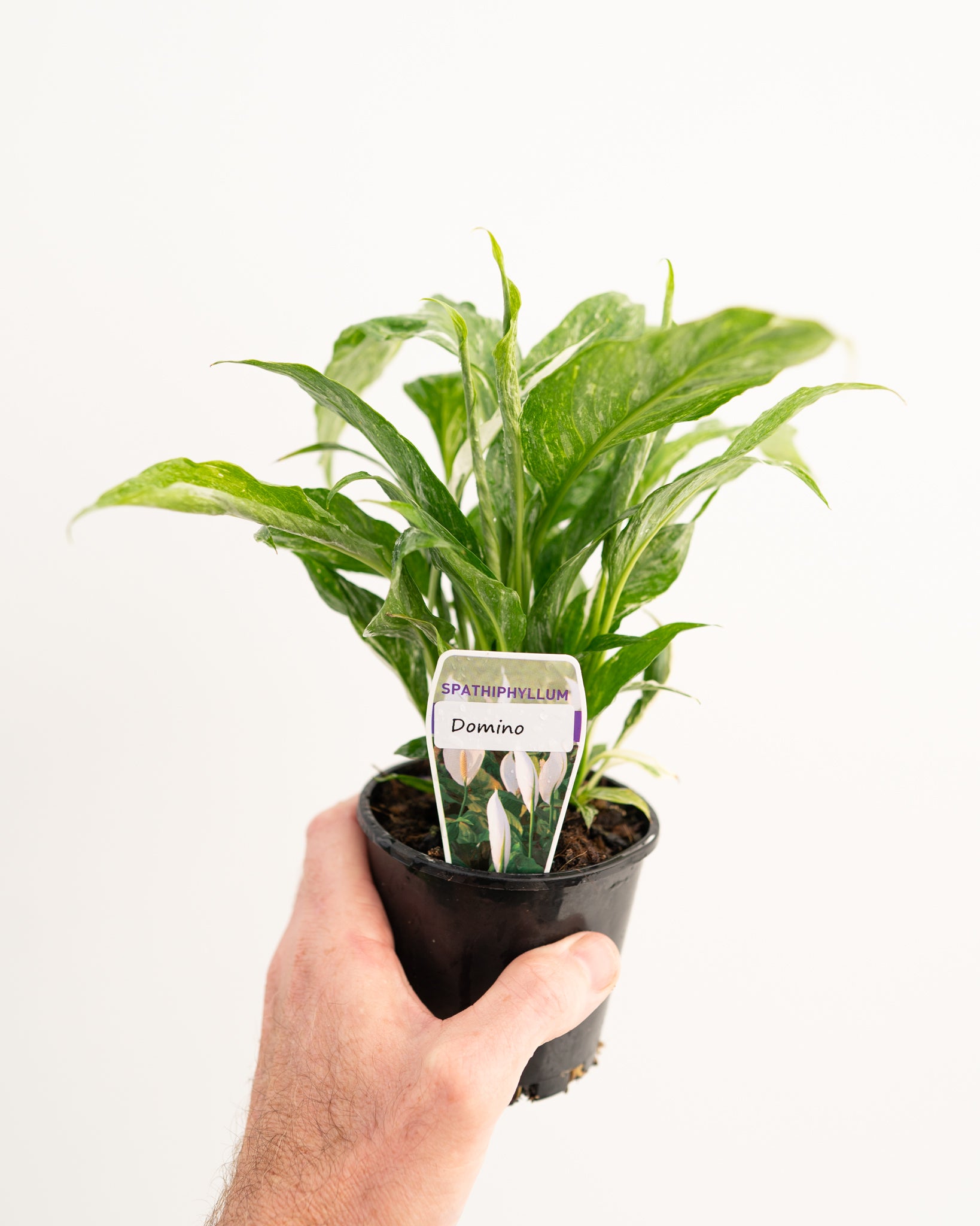 Spathiphyllum 'Domino' (Domino Peace Lily)