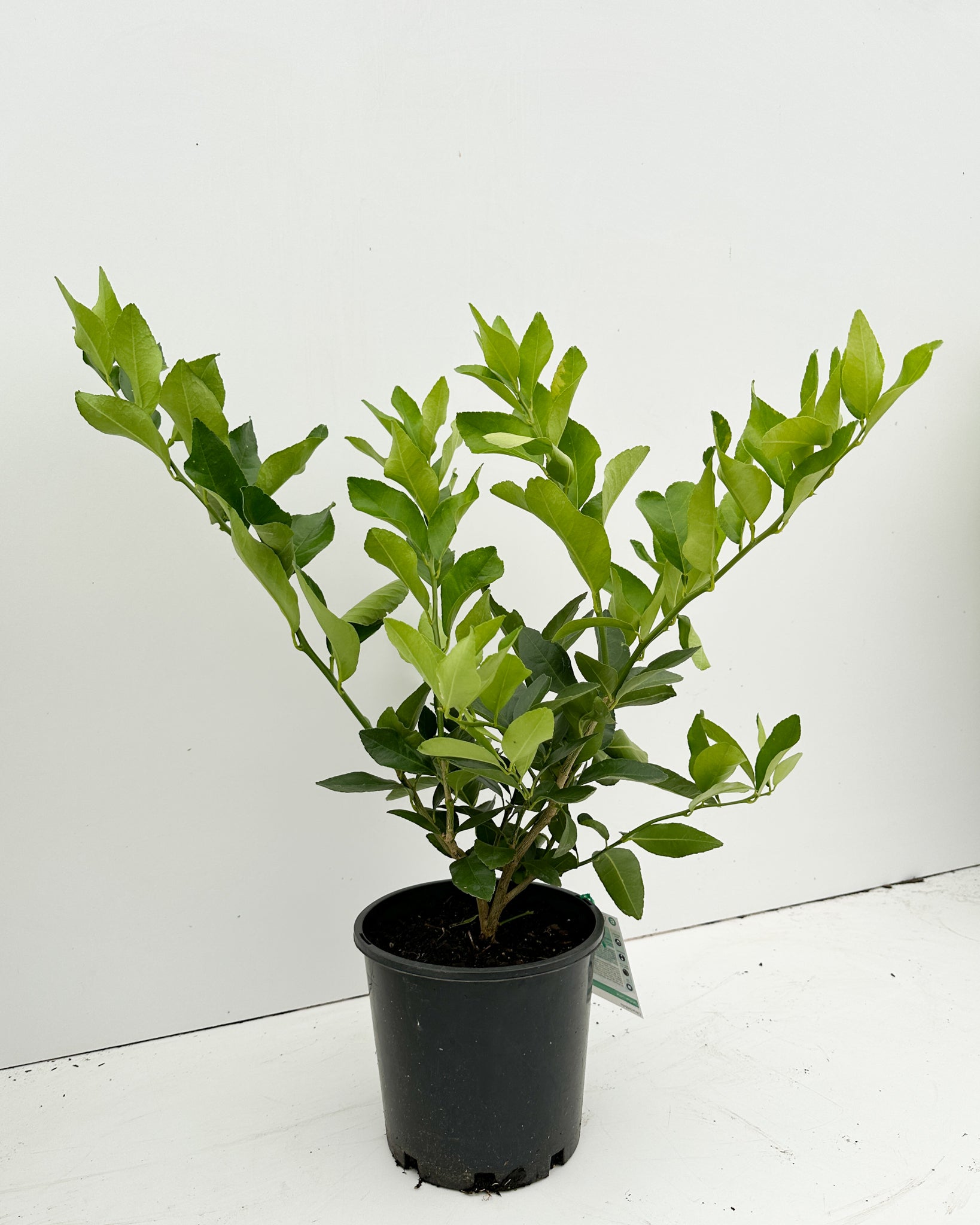 Citrus x aurantiifolia - Tahitian Lime