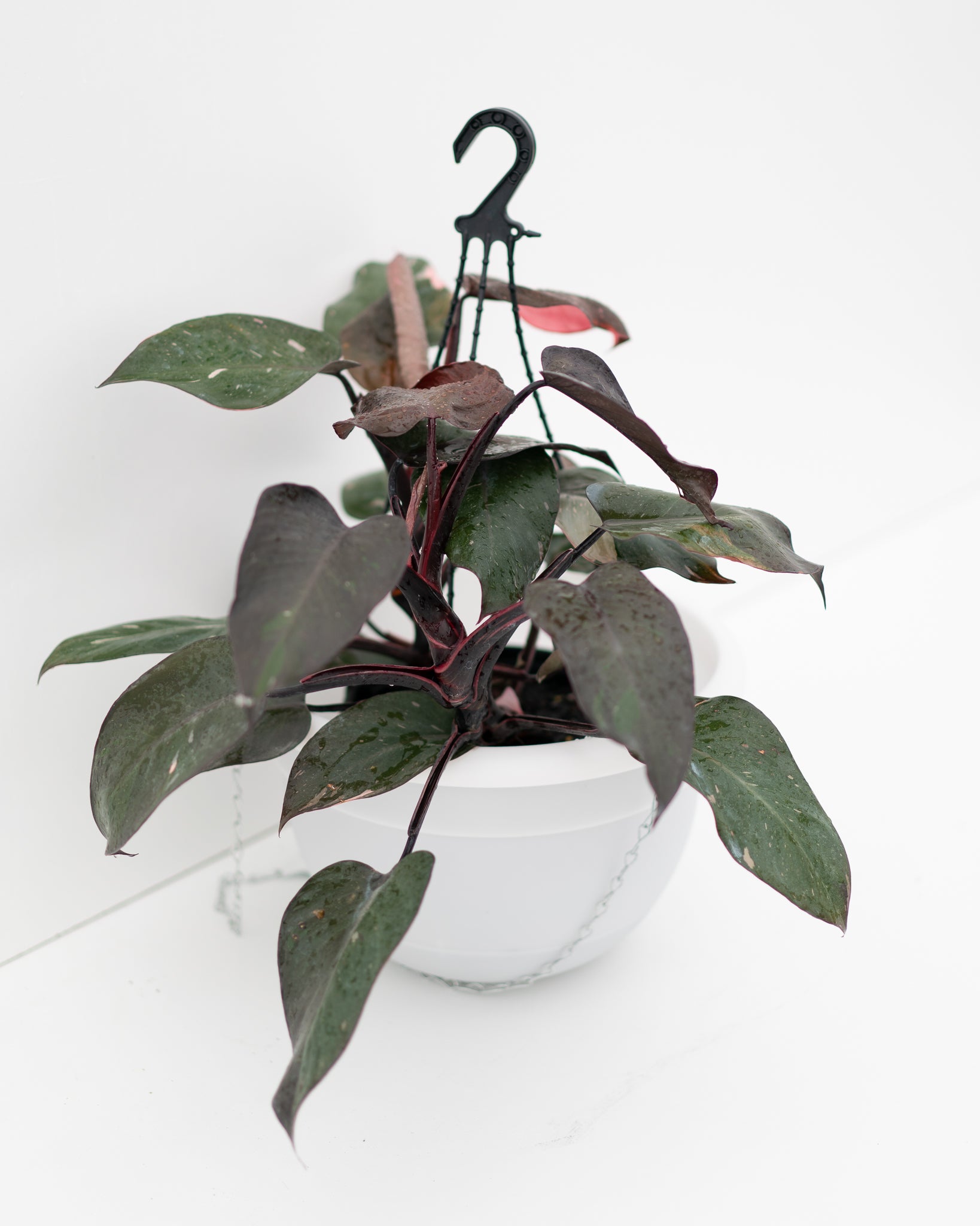 Mr Kitly x Decor Selfwatering Plant Pot - Hanger