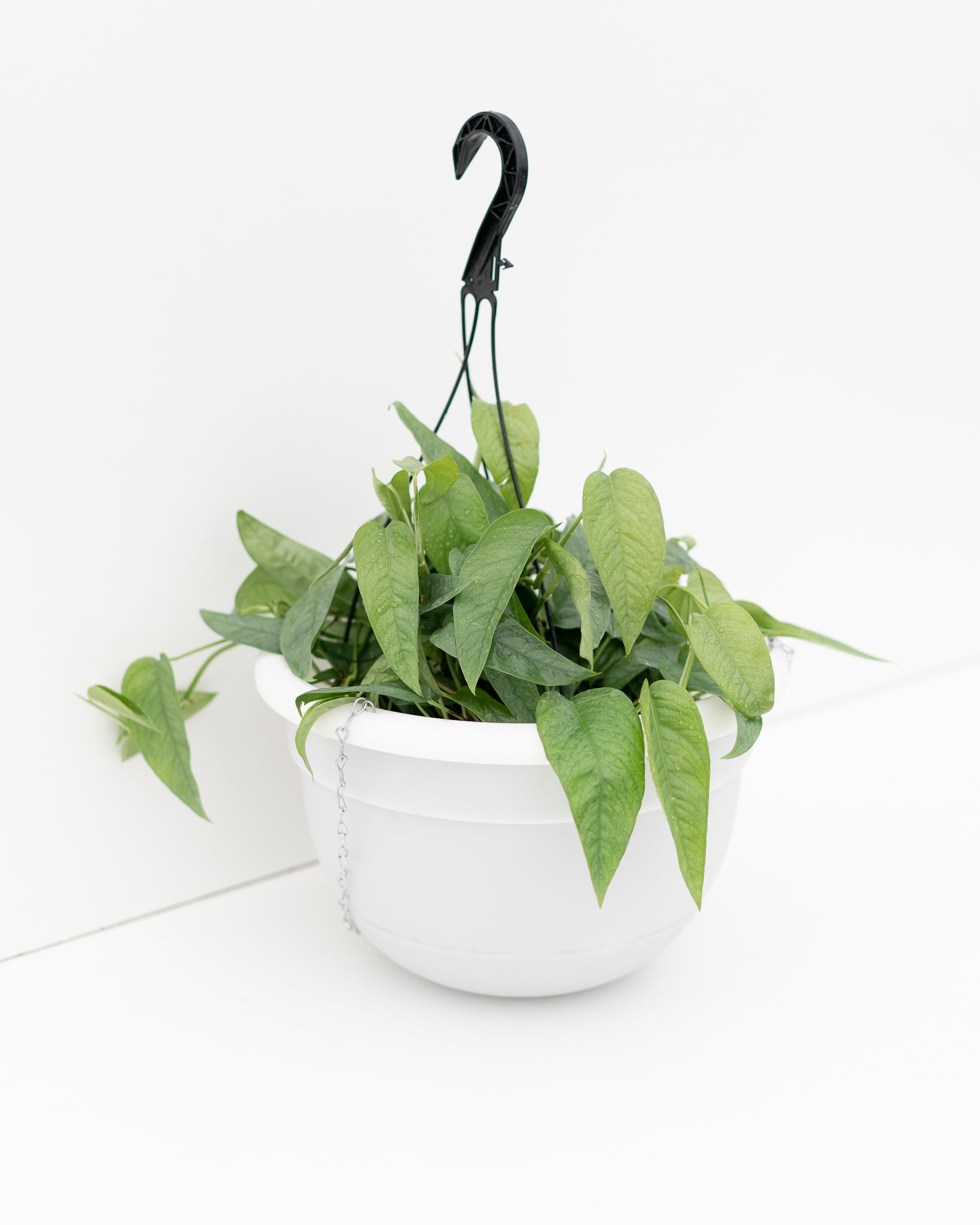 Mr Kitly x Decor Selfwatering Plant Pot - Hanger